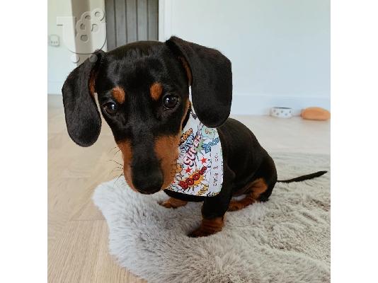 Καθαρόαιμο Dachshund